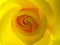 Backlit Yellow Rose