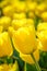 Backlit yellow tulips