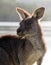 Backlit young kangaroo