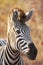 Backlit zebra portrait