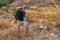 Backpack hiker walking on trekking trail on mountain