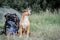 Backpack hiking with a dog: staffordshire terrier sits next to a tourist backpack at a camping site.