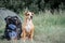 Backpack hiking with a dog: staffordshire terrier sits next to a tourist backpack at a camping site.