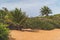 A backpack sits under a palm tree on a Red sand beach