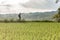 Backpacker makes selfie among rice fields on a cloudy day