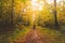 Backpacker walks through the colourful autumn forest in the Hoge Kempen National Park in eastern Belgium. Wilderness in Flanders