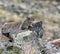 Backpacking around Blue Lakes in Colorado`s San Juan Mountains