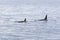 Backs with fins killer-whale among the sea
