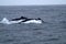 The backs of two whales in the boundless Pacific Ocean.