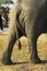 Backside of an African Elephant