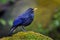 Backside of Blue Whistlingthrush(