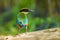 Backside of Blue-winged Pitta
