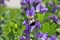 Backside of bumble bee bombus insect on purple flower