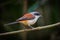 Backside of Burmese Shrike