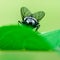 Backside / butt of a fly, Housefly is sitting on a leaf, Musca domestica