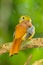 Backside close up of Orange-breasted Trogon