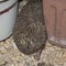 Backside of an Eastern Europen Hedgehog Stuck while Trying to Hide