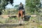 Backside of an Eventing equestrian