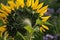 Backside of the flower head of a sunflower