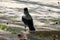 Backside of Hooded crow grey and black small bird standing in shade of large tree on top of concrete curb overlooking local