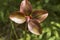 Backside of a pitcher plant flower in New Hampshire.