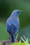 Backside portrait of Blue rock thrush