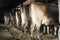 Backside of several milk cows standing in hay