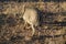 Backside of sparsely hair warthog foraging in dry borwn grass at Okonjima Nature Reserve, Namibia