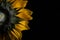 Backside of Sunflower