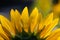 Backside of sunflower dripping with morning dew