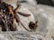 Backside and tail of the Eurasian wren, Troglodytes troglodytes. Bird sitting on a rock, seaweed and rocks in the