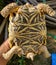 Backside of Tortoises are reptile species of the family Testudinidae of the order Testudines