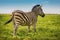 Backside view single zebra in wild steppe