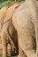 Backsides of an elefant baby and its mother close together