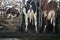 Backsides of red and black cattle inside stable