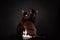 Backwards view of two oriental breed cats of black and brown color are sitting close together at black background