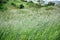 Backwash green grain fields