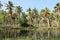 Backwater And Coconut Plantation beautiful of nature