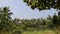 Backwater And Coconut Plantation With Leaves