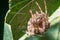 Backyard arachnid spider species in her/his web on the backside of a green leaf - in Minnesota