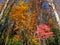Backyard Autumn Trees in Oak Ridge, Tennessee