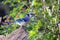 Backyard Blue Jay with sunflower seed