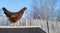 Backyard chicken standing on coop