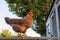 Backyard chicken standing on fence