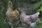 Backyard Chickens in a Suburban Environment