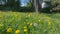 Backyard dandelions slow motion move 4K UHD