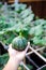 Backyard garden with Asian man hand holding fresh harvest eight ball squash, baby winter gourd faint vertical ridges, speckled