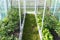 Backyard greenhouse made of foil standing on the grass behind the house, visible young tomato bushes and radish.