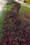 Backyard landscape design with footpaths of red tile and evergreen hedge of bush thuja