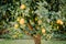 Backyard lemon tree full of healthy citrus fruit